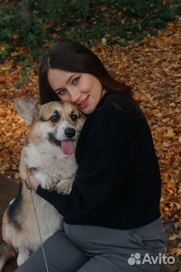 Фотосессия с корги