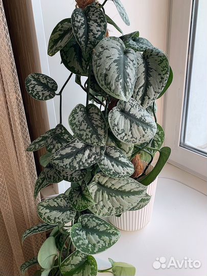 Сциндапсус пиктус Треби