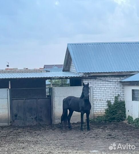 Крупный Мерин