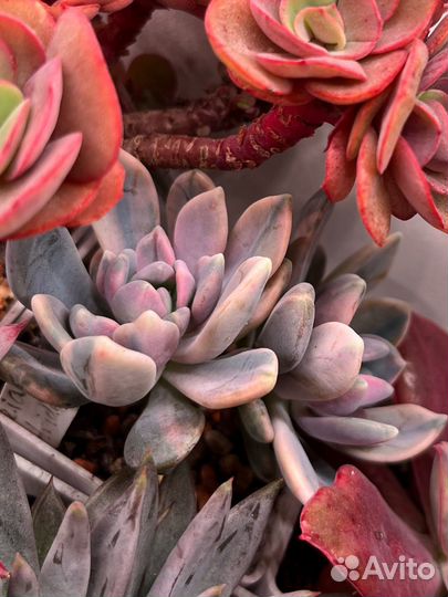 Суккуленты часть 3