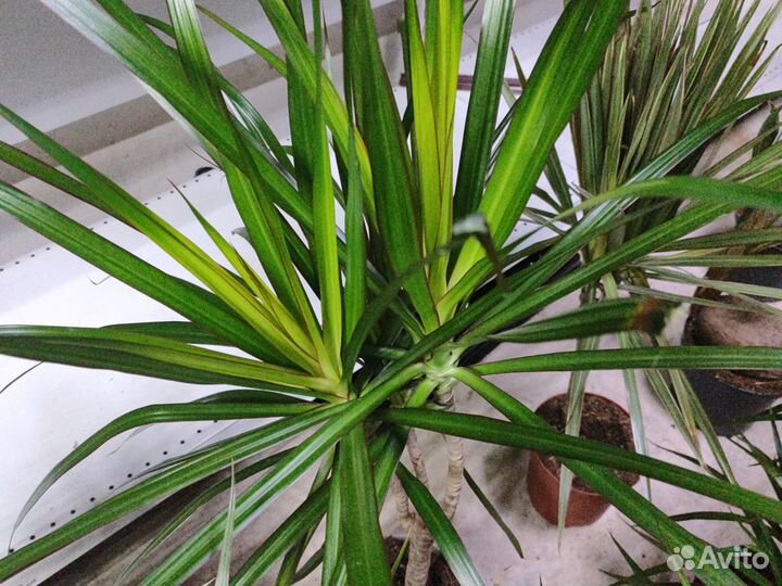 Пальма драцена
