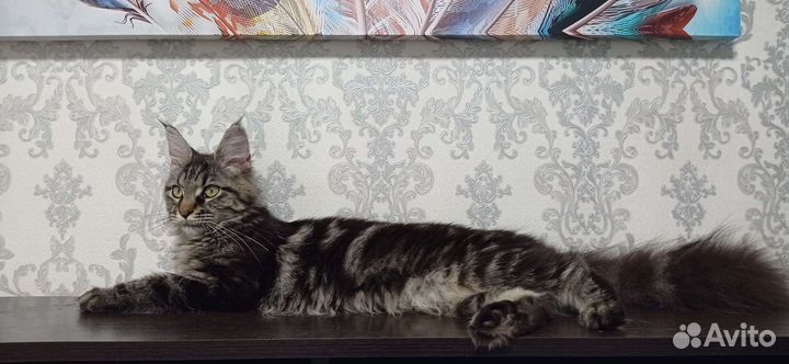 Котята мейн-кун