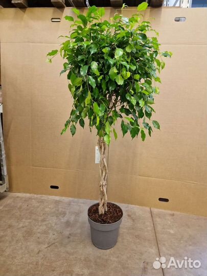 Фикус бенджамина Экзотика переплетенный ствол