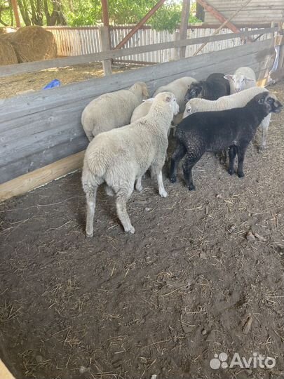 Овцы бараны ягнята