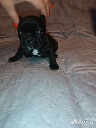 Французский бульдог