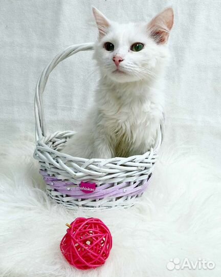 Беляш ищет дом