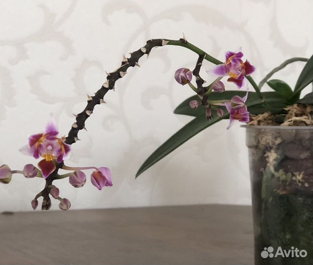 Орхидея фаленопсис пелорик
