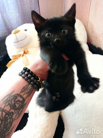 Черная кошка