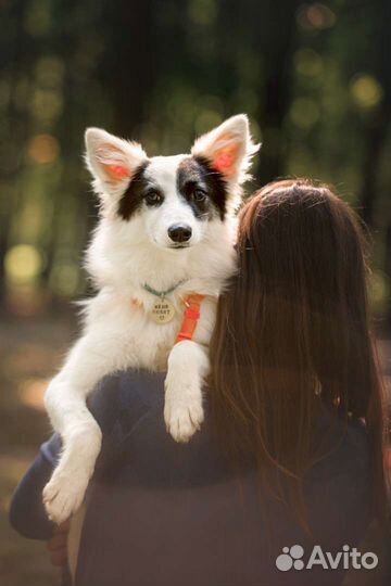 Собака в добрые руки