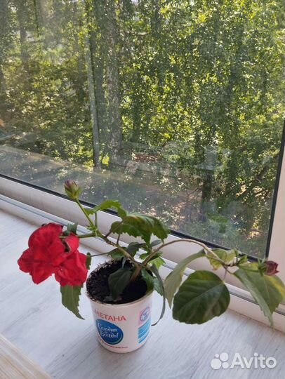 Гибискус китайская роза