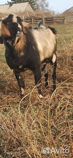 Нубийский козел