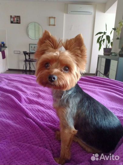 Догситтер Выгул Передержка собак зооняня