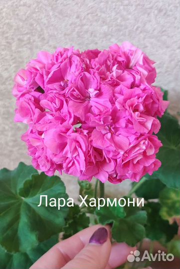 Пеларгония сортовая