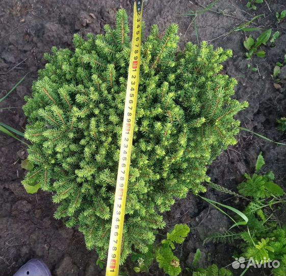 Ель Литтл Джем