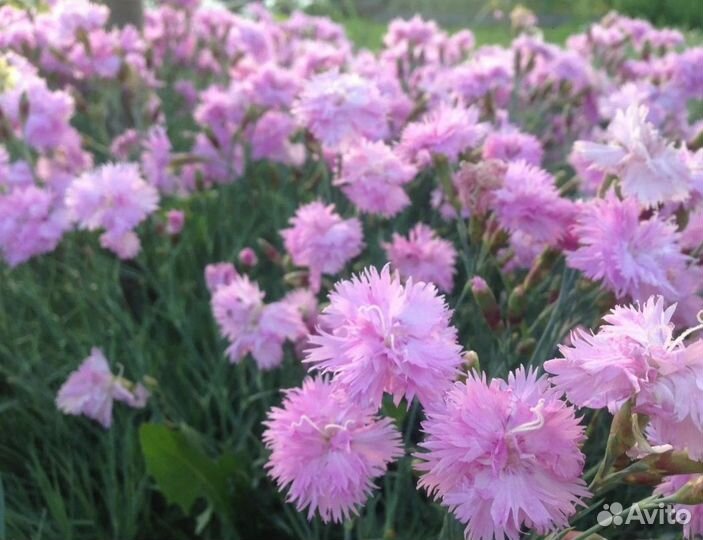 Многолетники почвопокровные:очиток,гвоздика,флокс