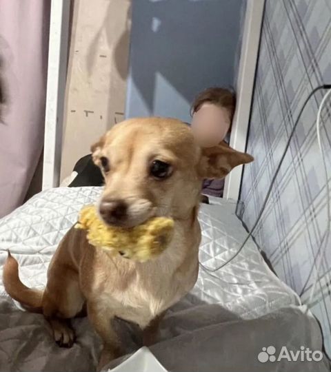 Собака в добрые руки