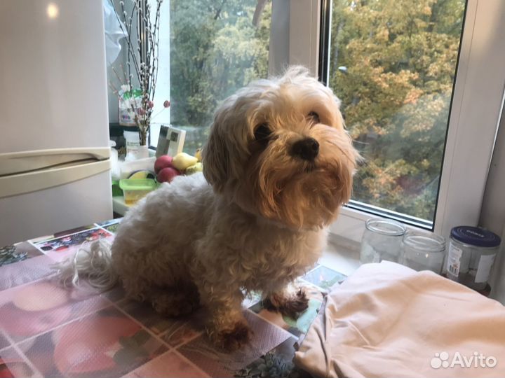 Стрижка собак Груминг