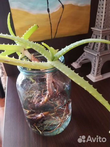 Алоэ столетник