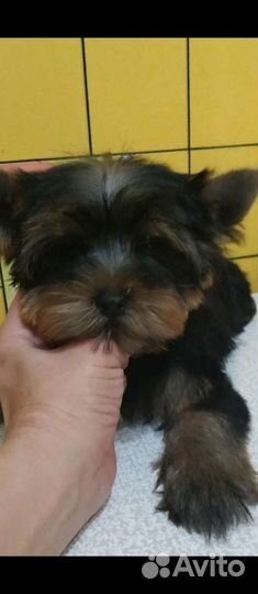 Йоркширский терьер