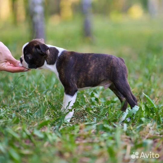 Щенки бостон терьер