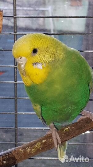 Волнистый попугай