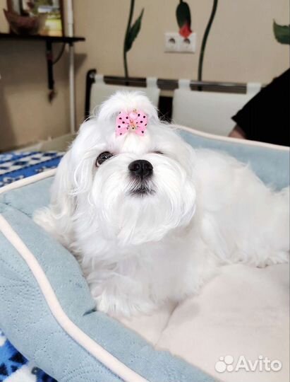 Девочка Мальтезе мини (щенок мальтийской болонки)