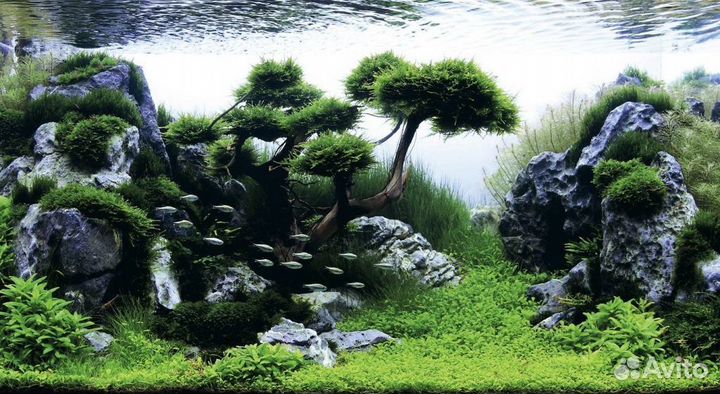 Аквариумные рыбки