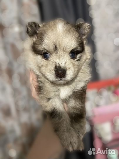 Малышка крошка