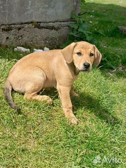 Чудесная Ирма ищет дом