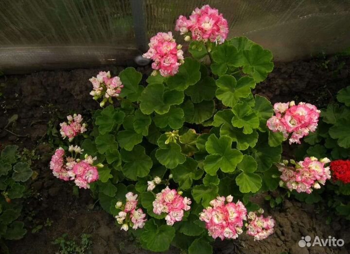 Пеларгония герань сортовые