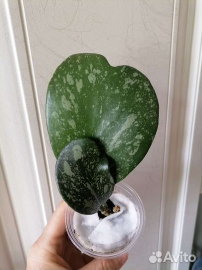 Хойя керри сплеш. Церопегия вуда