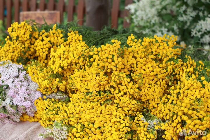 Пижма. Травы для бани