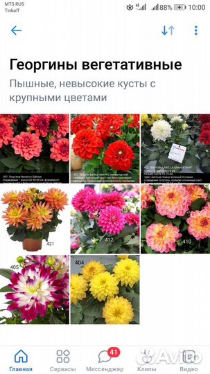 Георгины вегетативные