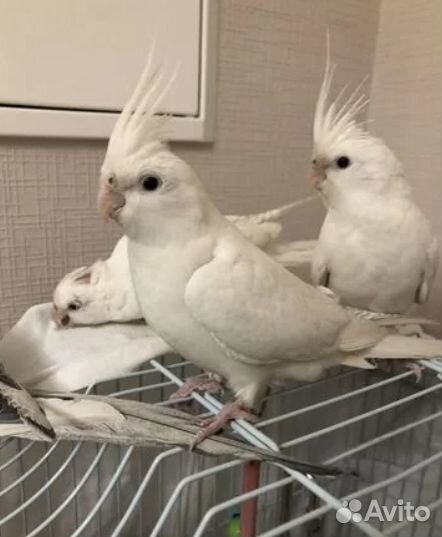 Корелла безщекая птенцы