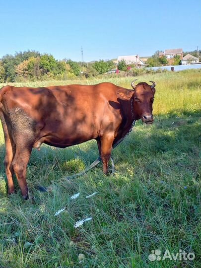 Корова дойная