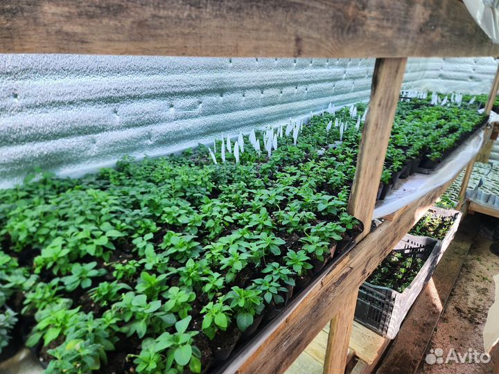 Рассада цветов