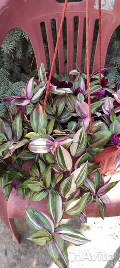 Сортовые традесканции