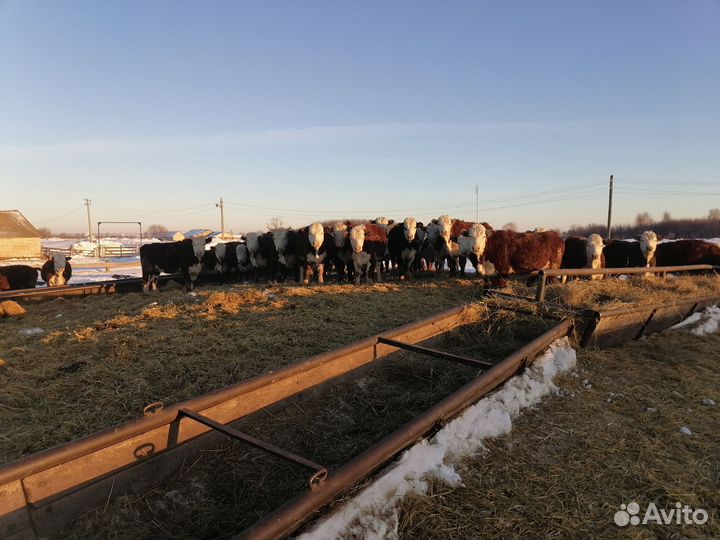 Тёлки герефордской породы