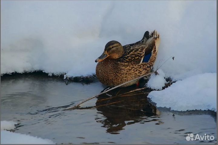 Утки подсадные для охоты
