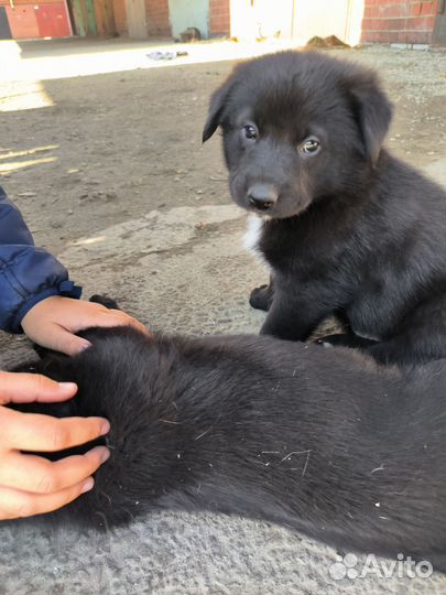 Собака в добрые руки щенок