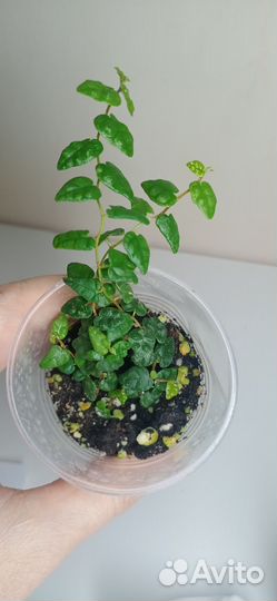 Фикусы карликовые пумила, мокламе