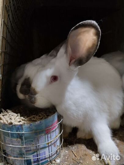 Калифорнийские кролики