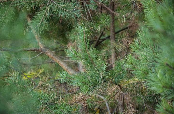 Участок 7,9 сот. (ИЖС)