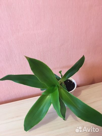 Растение комнатное Золотой ус