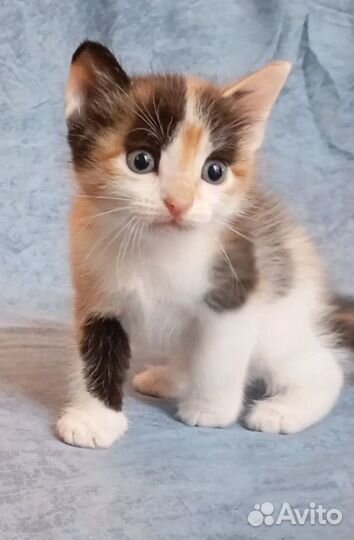 Отдам котят