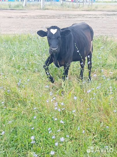 Телочка джерси 50