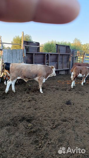 Продаётся бычки и тёлки