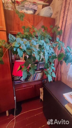 Гибискус китайская роза