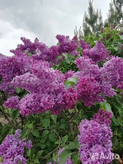 Сирень сортовая, малина