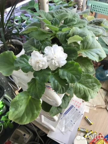 Фиалки детки